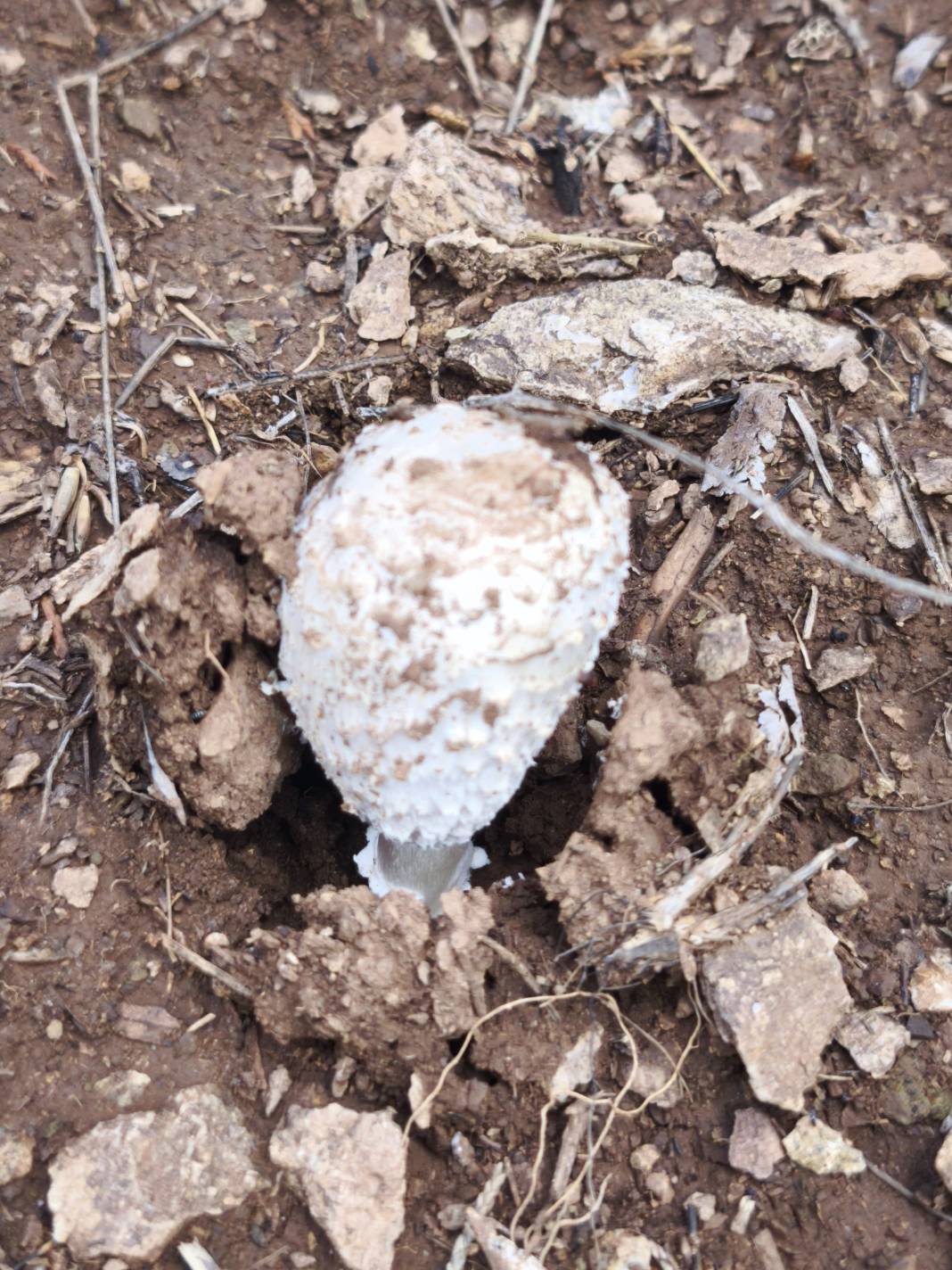 Konya’nın ünlü yaylasında baharın renkli yüzü çıktı 28